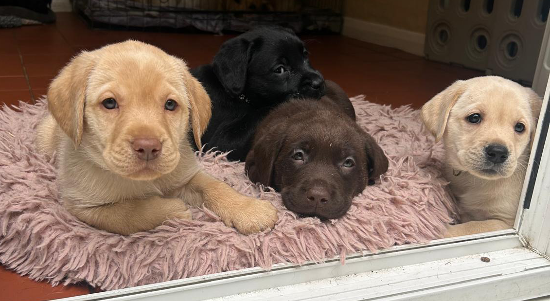 Labrador Litter