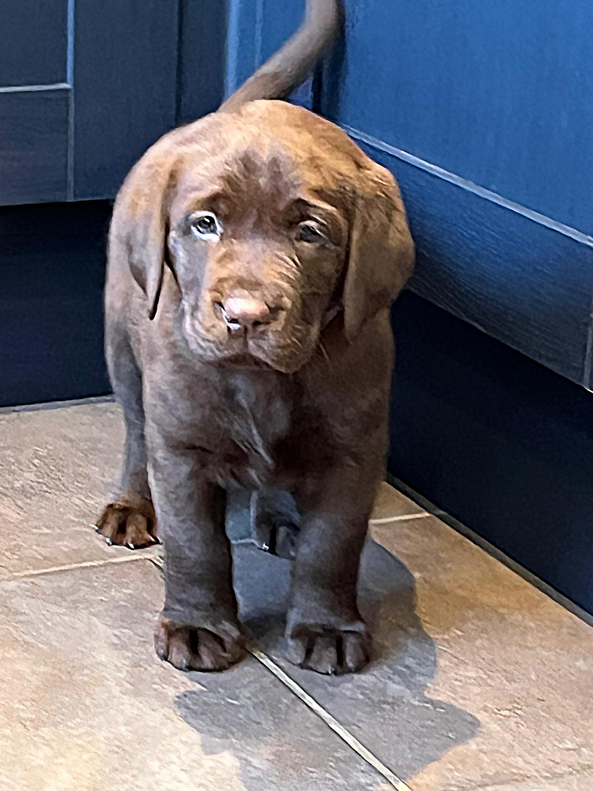 Labrador Puppy Brown