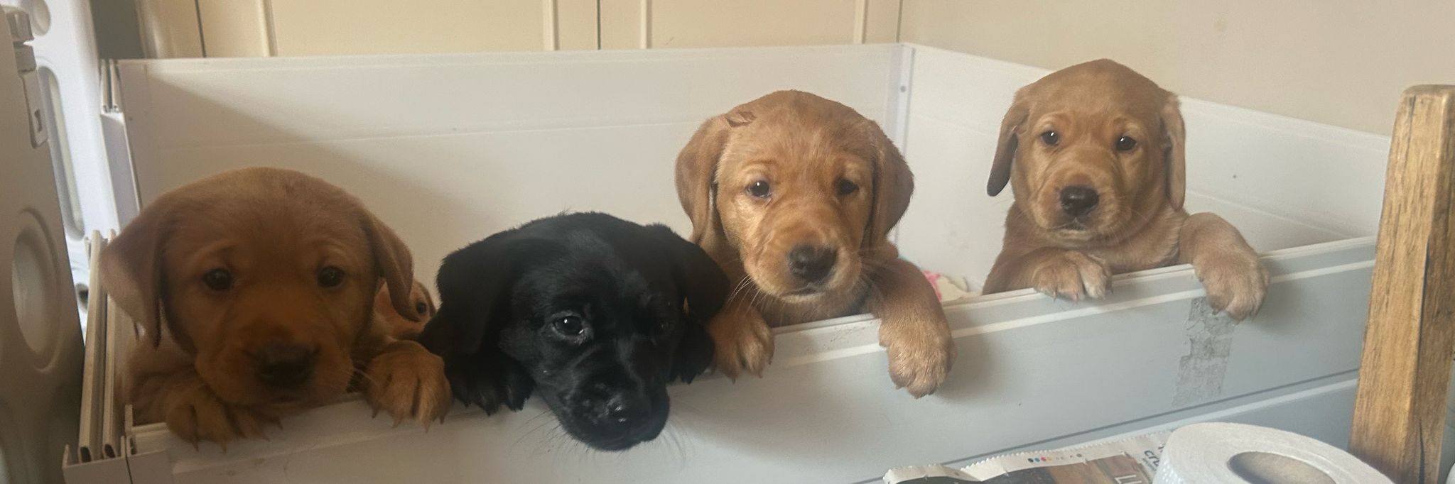 Labrador Litter