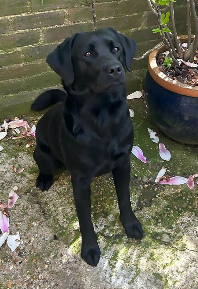 Inky Gillhambrook Black Labrador front view