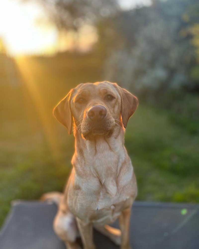 Florence Gillhambrook Labrador 2