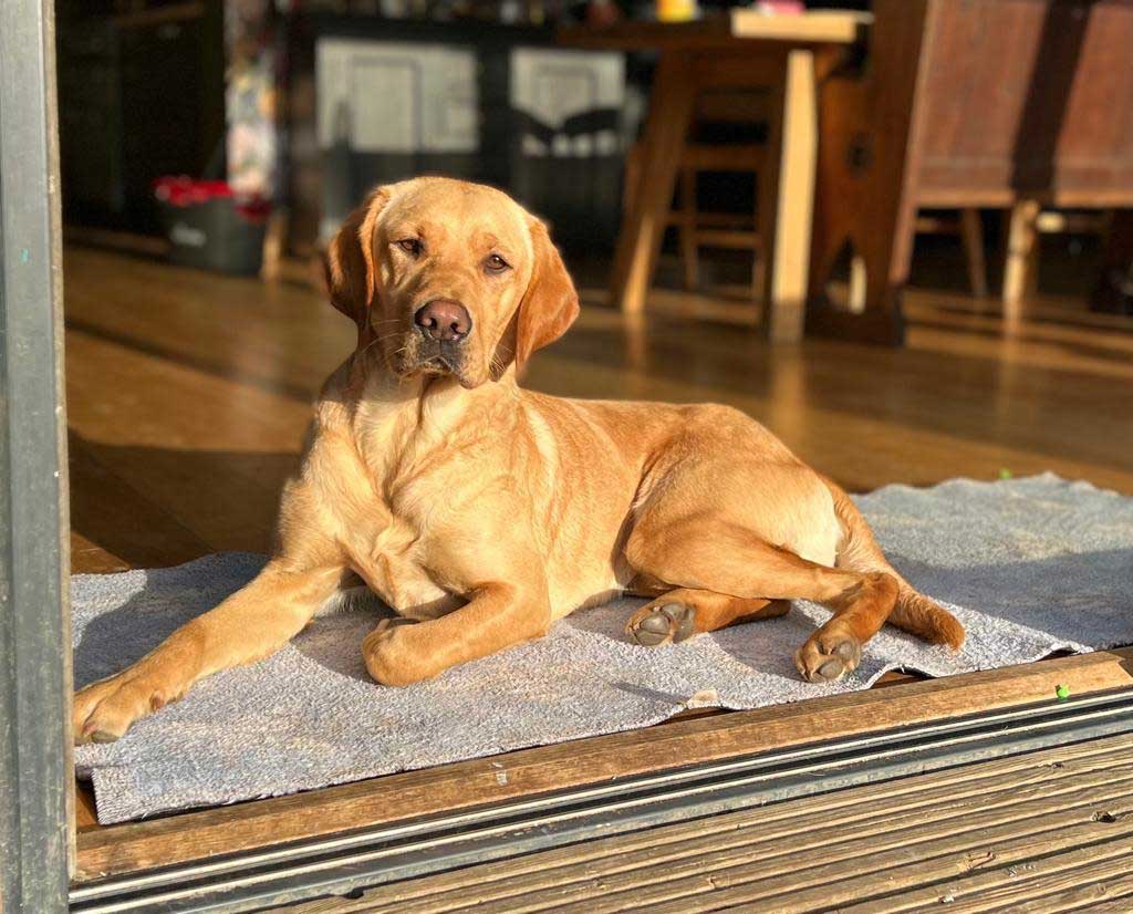 Florence Gillhambrook Labrador 1