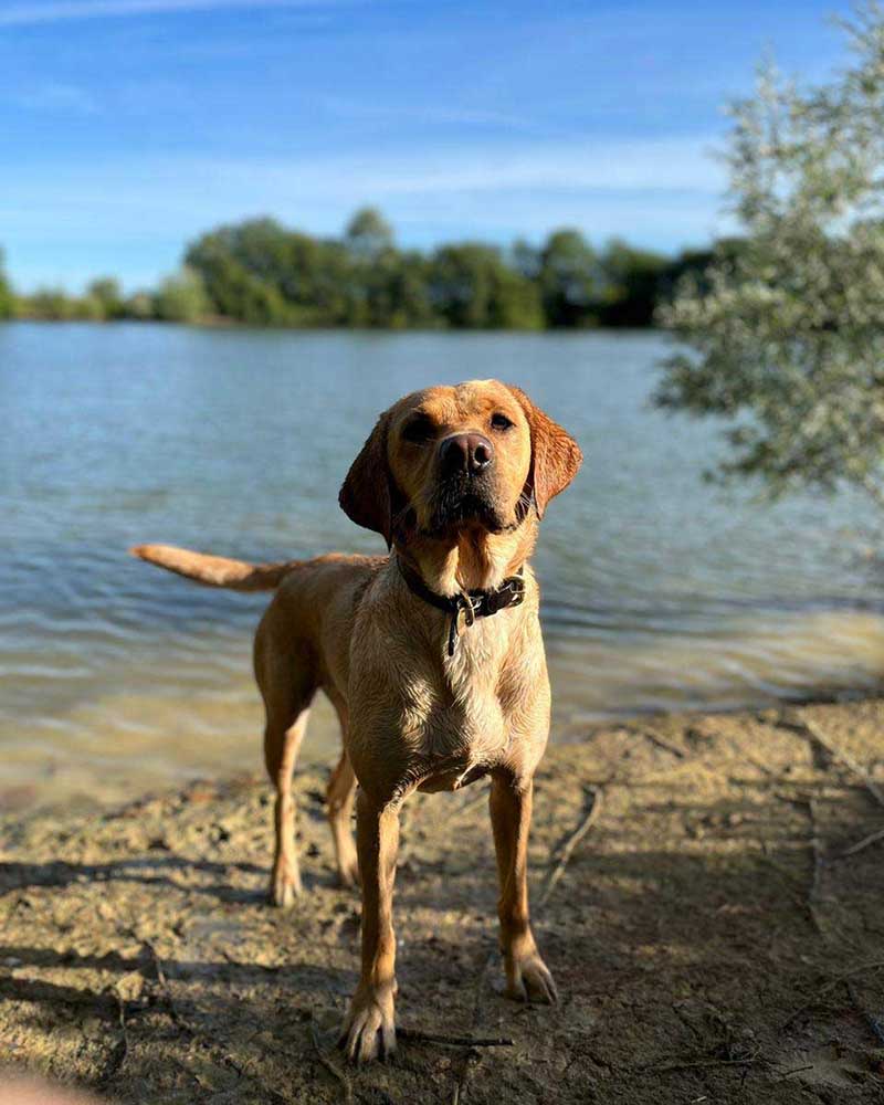 Florence Gillhambrook Labrador 3