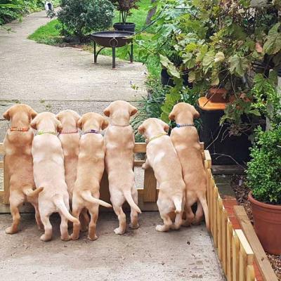 Yellow Labrador Puppies