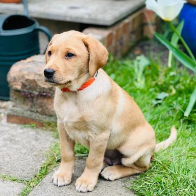 Yellow Labrador Puppy