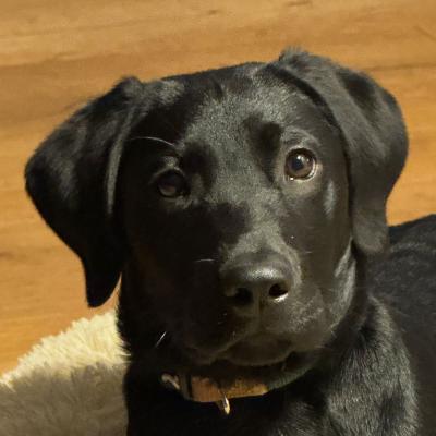 Black Labrador 2026 1