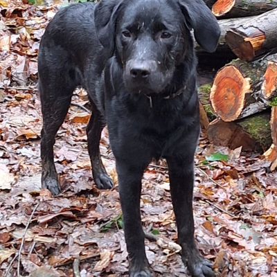 Black Labrador 2026 3