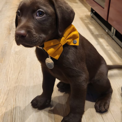 Brown Labrador 2026 1