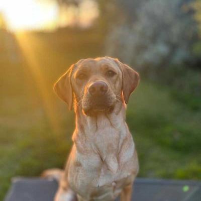 Florence Gillhambrook Labrador 1