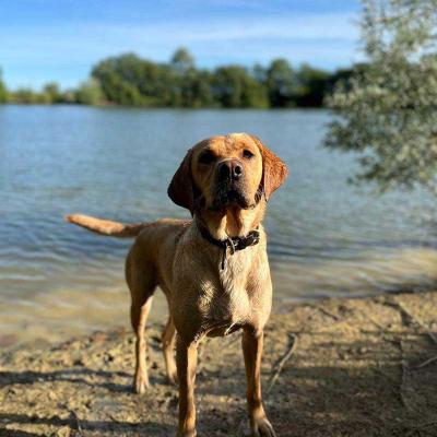 Florence Gillhambrook Labrador 3