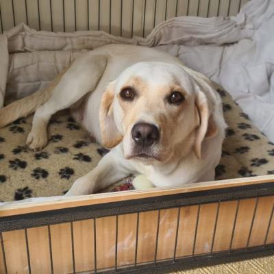 Yellow Labrador Breeding