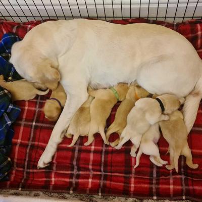 Yellow Labrador Puppies Feeding Time