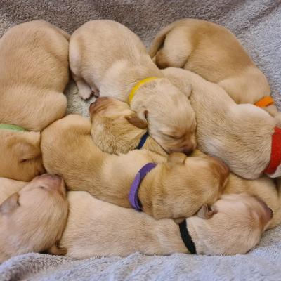 Yellow Labrador Puppies