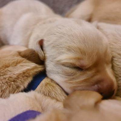 Yellow Labrador Puppies