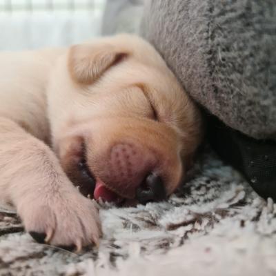 Yellow Labrador Puppies