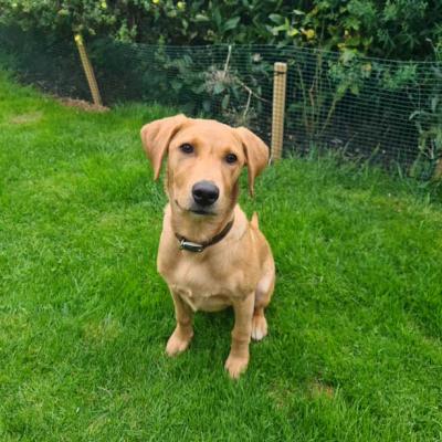 Yellow Labrador Breeding