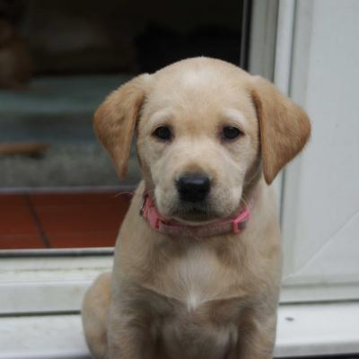 Yellow Labrador Puppies