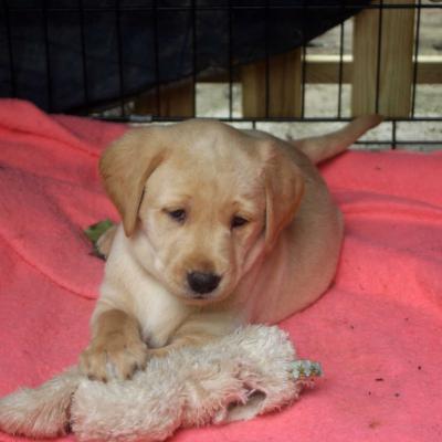 Yellow Labrador Puppies