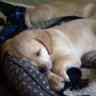 Yellow Labrador Puppies