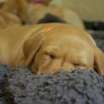 Yellow Labrador Puppies