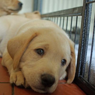 Yellow Labrador Puppies