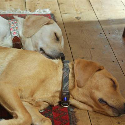 Yellow Labradors