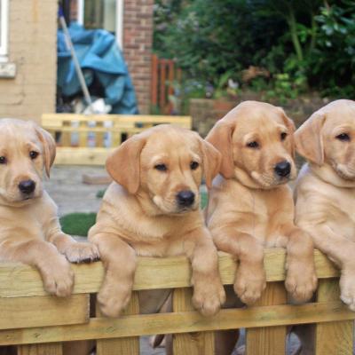 Yellow Labrador puppies