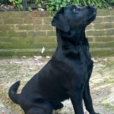 Inky Black Labrador 2