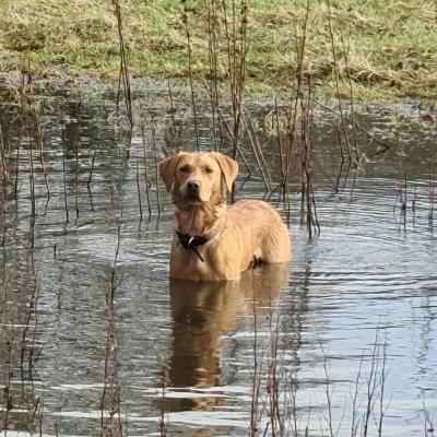 Yellow Labrador