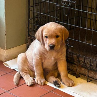 Yellow Labrador Puppy