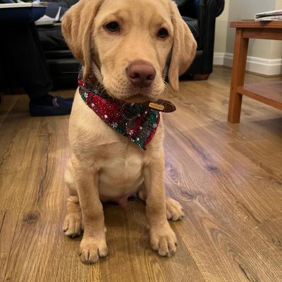 Yellow Labrador 2026 1