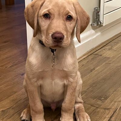 Yellow Labrador 2026 2